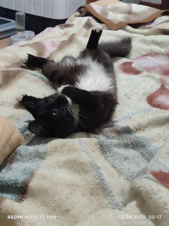 Отдам кошку в хорошие руки