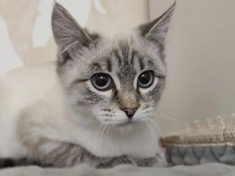Котенок девочка возраст 4 месяца ищет дом