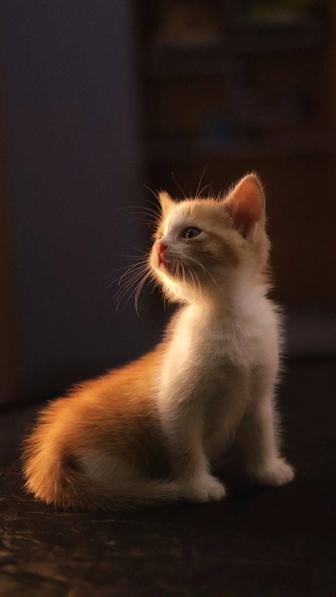 Отдам кота в хорошие и надежные руки.