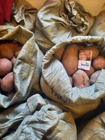 Продам картофель