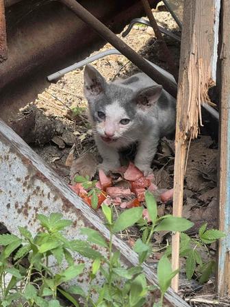 Бесплатно котенок