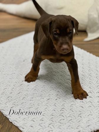 Щенки Добермана