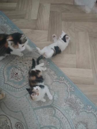 Отдам милых котят