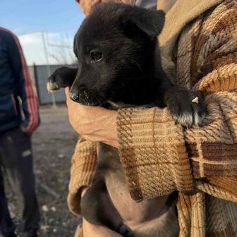 Щенок звоночек ищет Дом