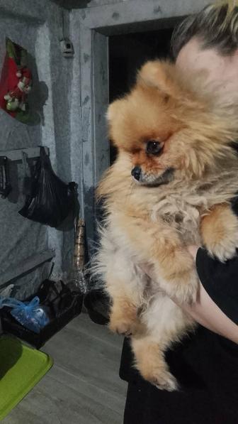 Шпиц ) собачки пушистики продам