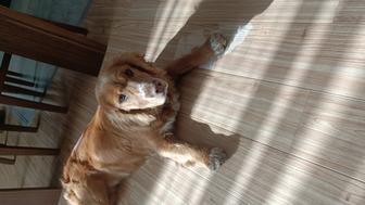 Найдена собака породы Спаниель