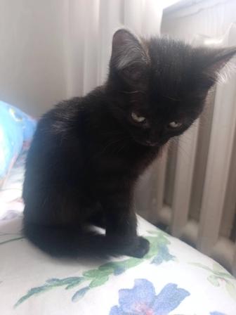 Одна маленькая котенка