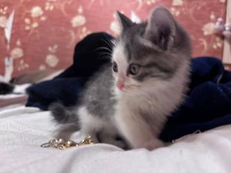 Котенок ищет дом