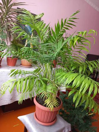 Продам цветы