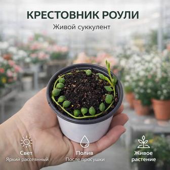 Комнатные растения (колеусы, бегония, крестовник Роули, фуксия) Алматы