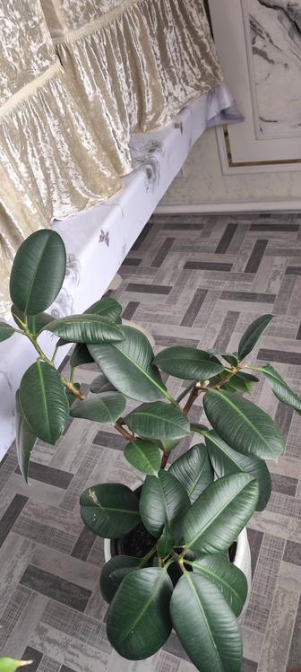 Продам Фикус каучуконосный (Ficus elastica)
