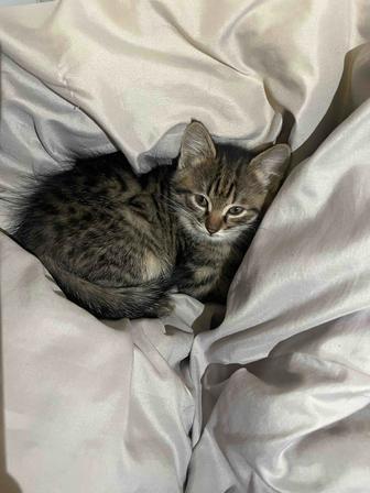 Продам котенка 2 месяца