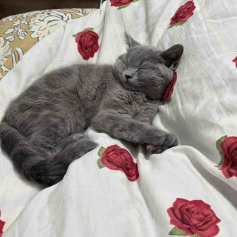 Кошка