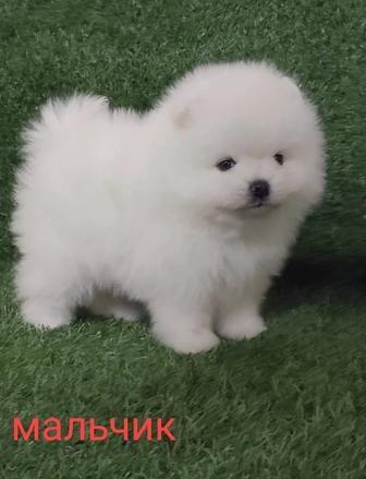 Пацаны шпицульки