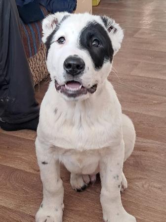 Продам щенка алабая, 3 месяца, уши хвост купированы. Привит