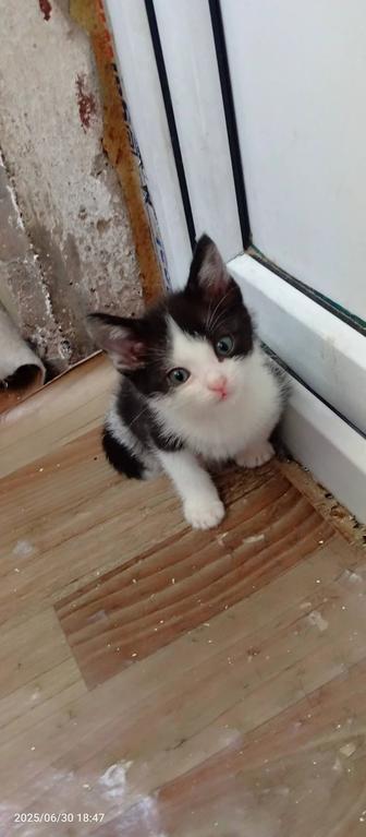Котята