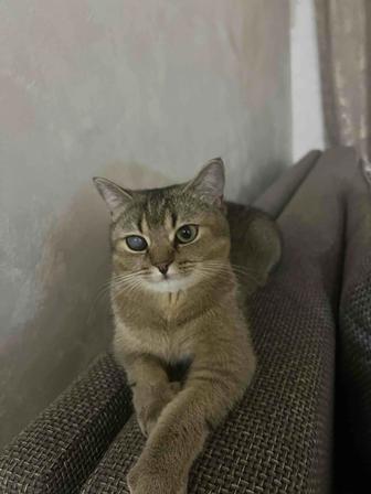 Отдам кошку