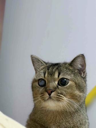 Отдам кошку