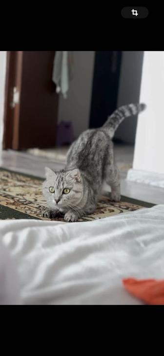 Кошка