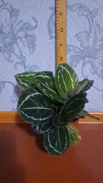 Цветы калатея