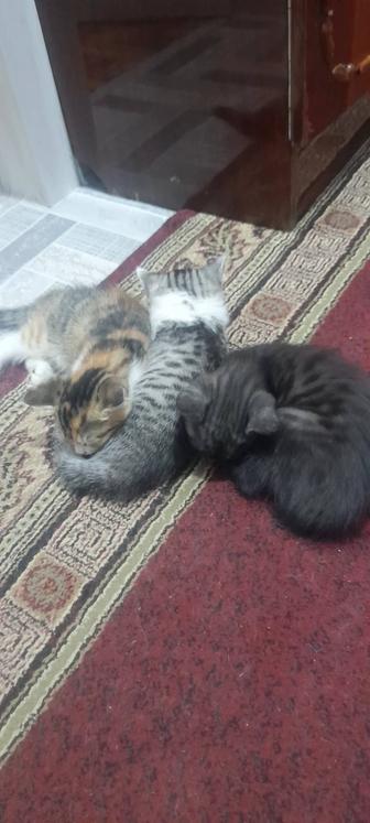 Отдам в добрые руки коты