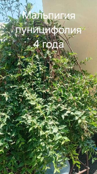 Продам плодово ягодные Экзоты возраст 2-4 года