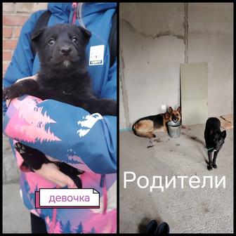 Отдам щенка