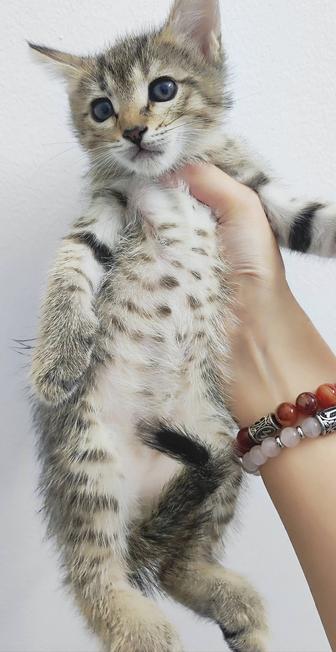 Котенок мальчик
