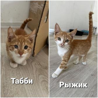 Котята ищут дом