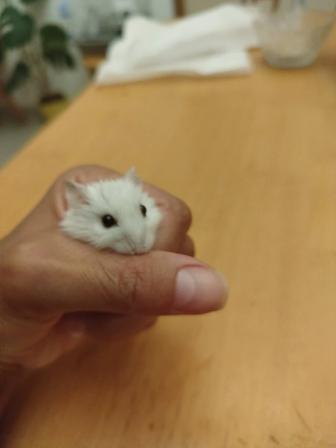 ХОМЯЧКИ Джунгарские