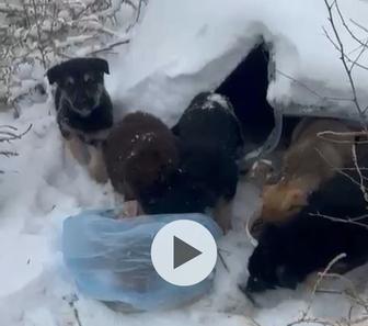 Щенок щенки