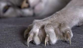 Услуги стрижки когтей для (собак,кошек) в Уральске