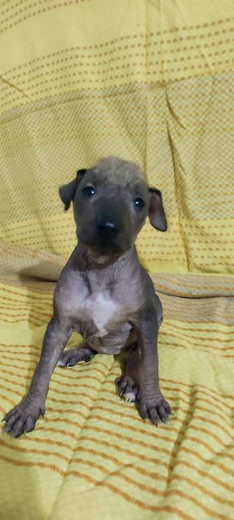 Мексиканская голая собака, девочка, 1 мес.