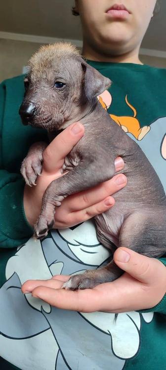 Мексиканская голая собака, девочка, 1 мес.