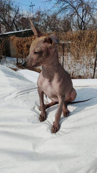 Мексиканская голая собака, девочка, 1 мес.