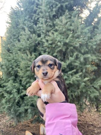 Щенок девочка