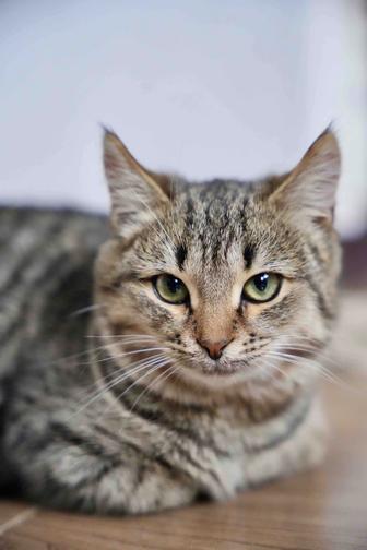 Отдам роскошного котенка бесплатно