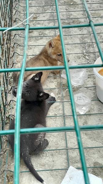 Продаются Щенки двух месячные