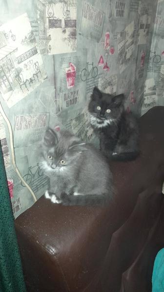 Отдам в хорошие руки котят