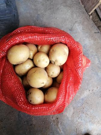 Продам картофель в мешках