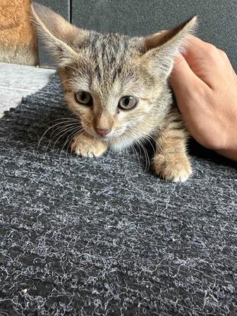Котенок