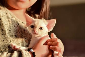 Котенок девон-рекс