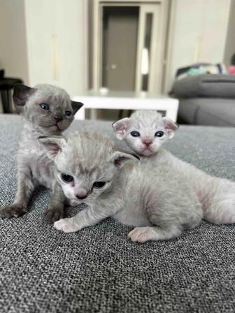 Котенок девон-рекс