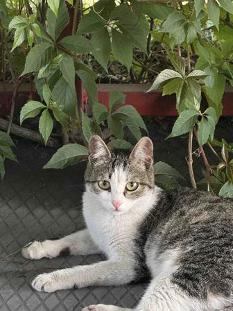 Кошка бесплатно