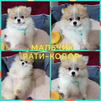 Открыта бронь на померанских шпицев миники!!! 
Тип Мишка и beibi feis