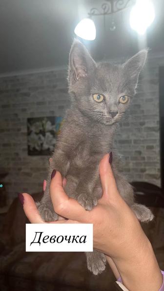 Отдам котят в добрые руки