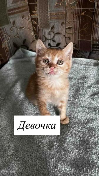 Отдам котят в добрые руки