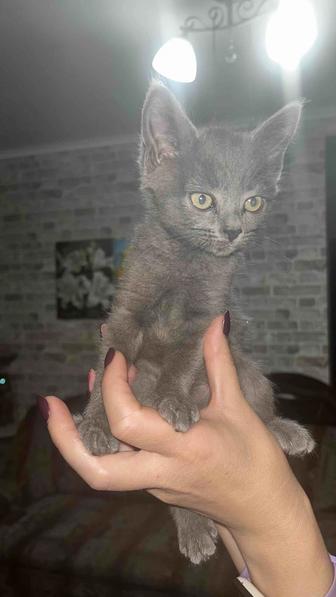 Отдам котят в добрые руки