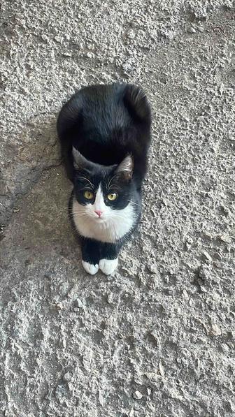 Кот