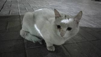 Котик